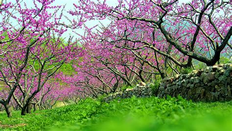 平谷哪裏看桃花：漫談最佳賞花地點與桃花文化